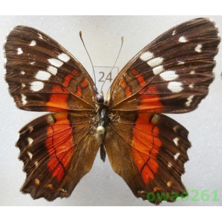 Anartia amathea (Linnaeus, 1758) Peru24